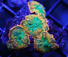 DIYreefer Live Coral WYSIWYG Rainbow Rhodactus Mushroom Full Colony