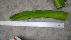 20 Organic Dragon Fruit Cuttings 12 inches long check The Description  — photo 2