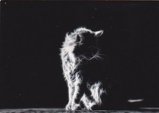 *  Kunstkarte   Kitten  *  Katze  **  Cat   Maine  Coon     postcard # 2