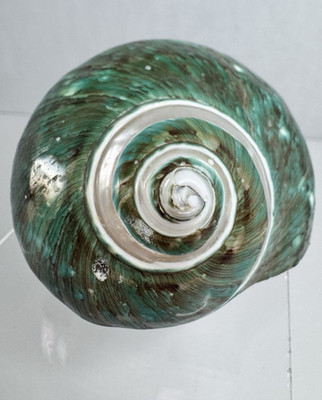 Turbo Jade Banded Shell 3.5''+ Decor or Large Hermit Crab Home