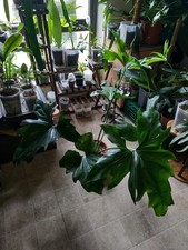 Huge Philodendron Angela / Thaumatophyllum African Fantasy