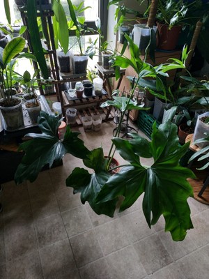 tall bamboo plants indoor Silk Bamboo Trees