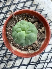 E Subdenudatum Fuzzy Navel Crest Rare Clone Starter Plant