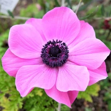 Easy to Grow Anemone Rosea 20 Plant Bulbs, Spring Flowers