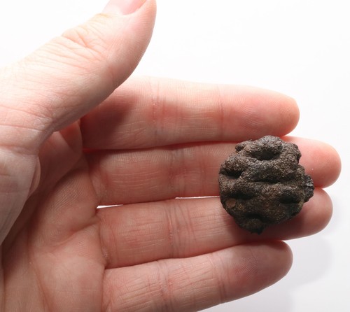 Dinosaur Age META SEQUOIA PINE CONE FOSSIL Cretaceous HELL CREEK - Good QUALITY