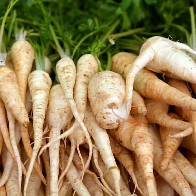 BACK TO NATURE SEED COMPANY Rooted Parsley - Seeds - Organic - Non Gmo - Heirloom Seeds – Herb Seeds