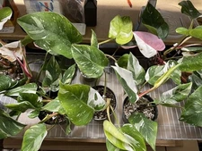 Philodendron White Princess with Pink, Tricolor White Princess Philodendron wit