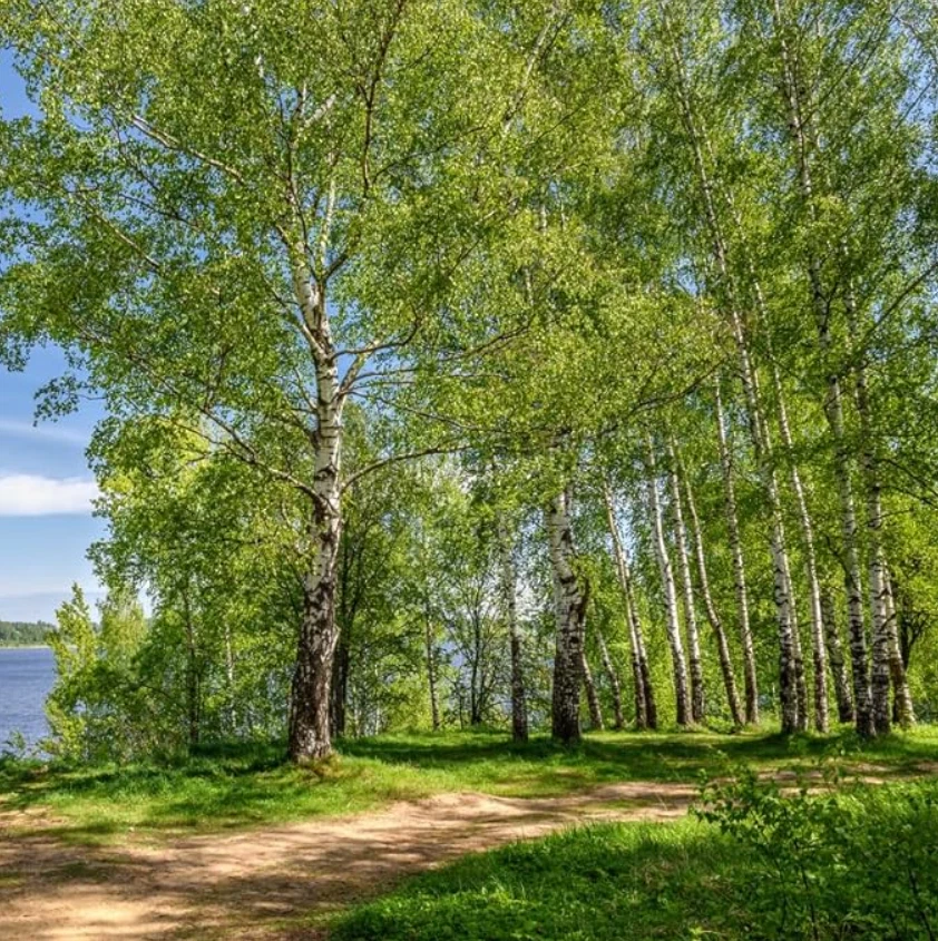 Árbol de abedul de río vivo - Planta viva en maceta de cuarto de galón - Árboles para plantar al aire libre Foto 2 de 4
