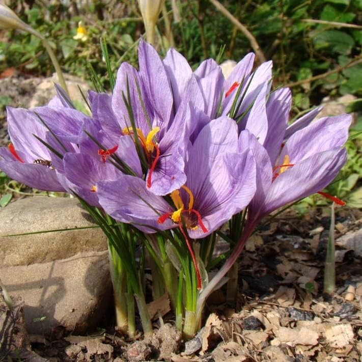 100 PCS Saffron Plant Seeds - Non-GMO Perennial Saffron Crocus Seeds For Planting-474867