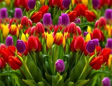 50 Tulip Flower Seeds Mixed Colors Much Less Money Than Bulbs