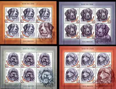 Romanian Mioritic Shepherd Carpathian Dog Breed 2019 Dog Breeds