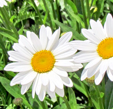 Silver Princess Dwarf Shasta Daisy – 600x Seeds – Compact Perennial For Borders