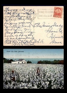 Mayfairstamps Bermuda 1980 Hamilton to Balmont MA Lily Field Postcard cca_76425