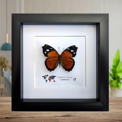 Eurphene atossa, die Atossa-Nymphe, gerahmter Schmetterling, Taxidermie Mottenkunst und