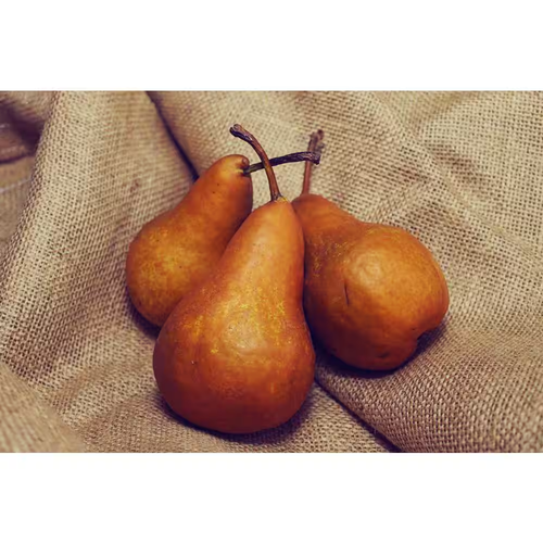 Dwarf Bosc Pear Tree - Sweet and Hardy Cinnamon Brown Pears (Bare-Root, 3 Ft. to - Picture 3 of 12