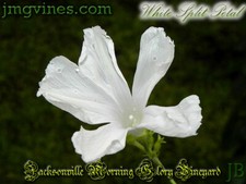 White Split Petal Ipomoea Purpurea Morning Glory 10 Qty