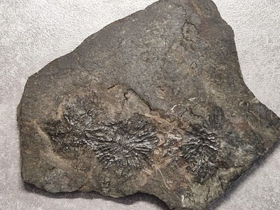    Echter Ammonit Crioceras ceratites im Kalkschiefer Bridgeport England   