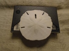 Sand Dollar Sea Shell