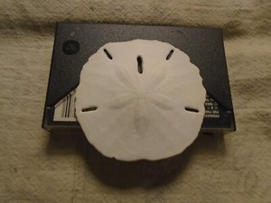 Sand Dollar Sea Shell