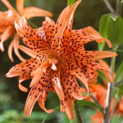 グルーヴ Byul/ Tiger Lily タイガーリリー B-301 wyw801m Amazon | グルーヴ Byul/ Tiger Lily タイガーリリー B-301