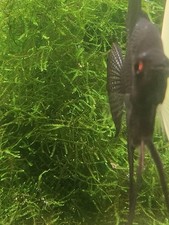 Java Moss / Taxiphyllum barbieri. Easy Low Light Aquarium Plant