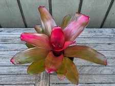 Neoregelia 'Maria'  rare exotic bromeliad