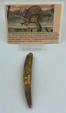 Spinosaurus Teeth Dinosaur F0SSIL Before T Rex Cretaceous K500