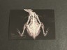 2024 Topps Allen & Ginter Oregon Zoo X-Ray’d #xr-17 Humboldt Penguin
