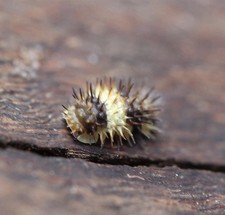 Laureola Sp.  White Stripe  Spiky Isopod