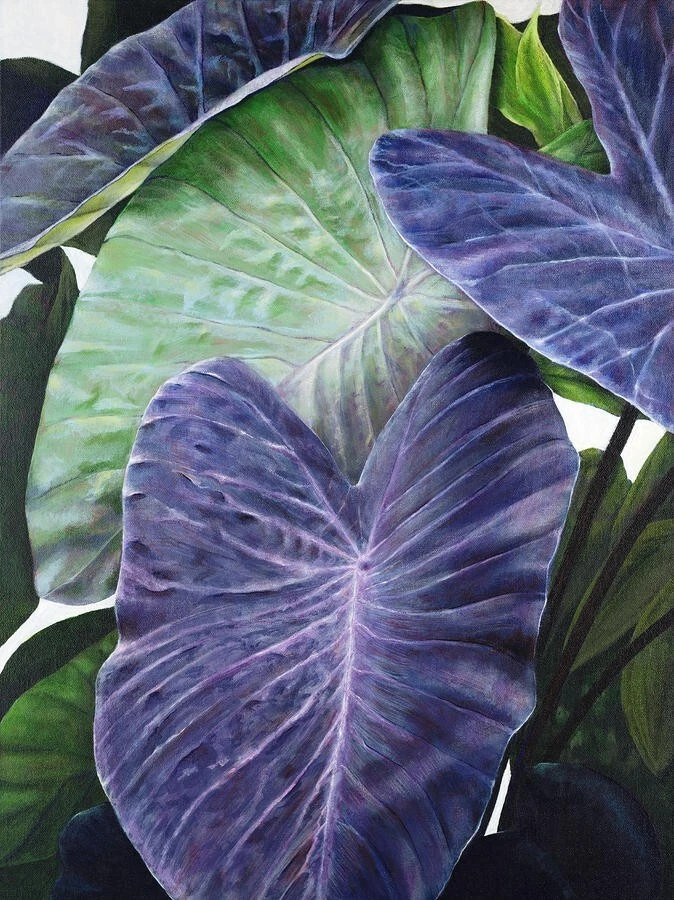 ~‘O‘OPUKAI~ PURPLE GUPPY edible TARO Colocasia HAWAIIAN live small starter Plant - Image 2 of 4
