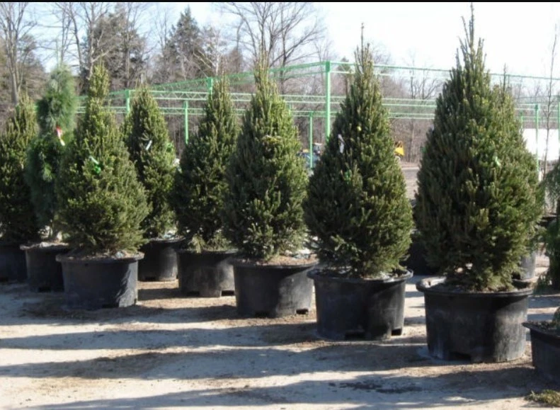 Montrose Spire White Spruce 1-2ft H Outdoor Evergreen Deer Resistant Tree - Image 3 of 4