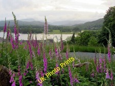 Photo 6x4 A clump of honey fungus (Armillaria mellea) Pontfaen/SN0234 De c2009
