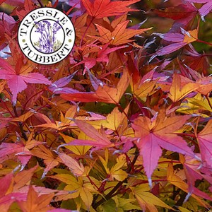 Raro Giapponese Rosso Acero Acer Palmatum Mini Albero Bonsai 5 Semi Venditore Uk Ebay