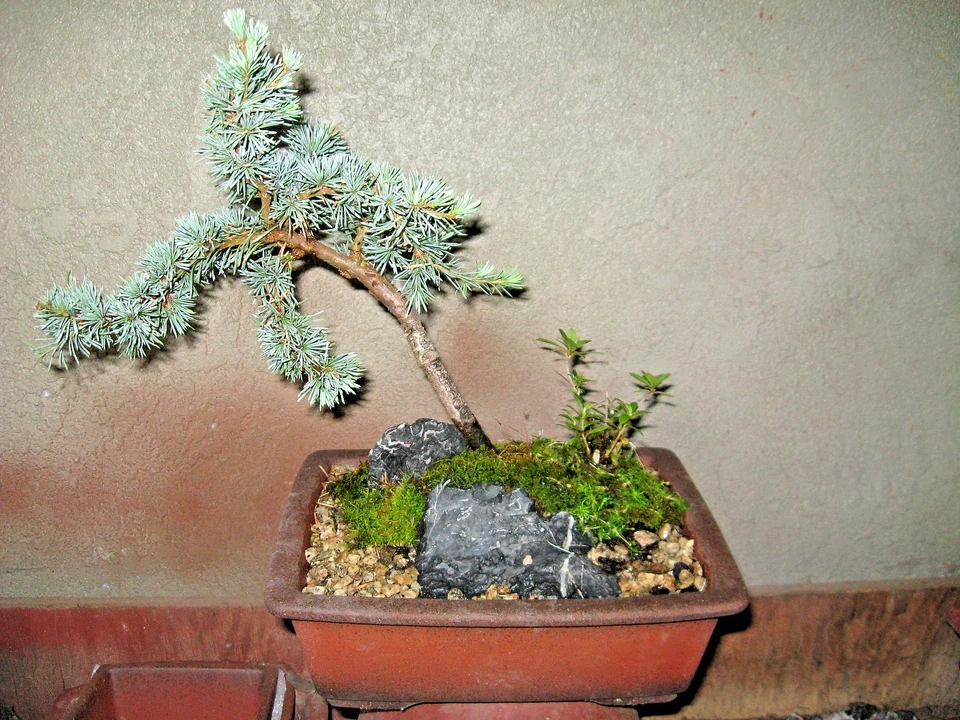 BONSAI INJERTADO CEDRO ATLANTICA ZAPIRO NINFA CON MUSGO Y DWF AZALEA JAPONESA Foto 3 de 3