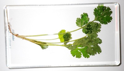 Whole Coriander Plant in Large Clear Lucite Block Learning Specimen DD190