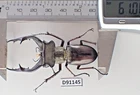 D91145. Insects, Lucanidae: Lucanus Gradivus sp. Vietnam, Ha Giang. A2
