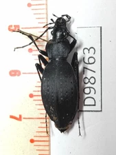 D98763-insects Carabidae from Vietnam North