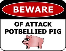 Beware Of Attack Potbellied Pig 11.5 inch by 9 inch Laminated Funny Sign