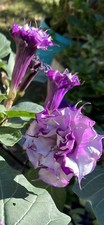 25 Double Purple Angel Trumpet Seeds Datura Tropical Moon Flowers USA Fresh