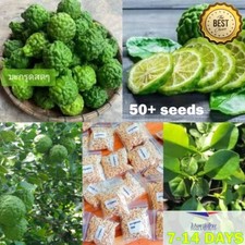 50 Kaffir Lime Seeds          Easy Grow Vegetable Thai Asian Herb Seed Home Garde