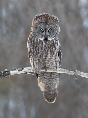 The Look, Great Gray Owl by Jim Cumming Wildlife Photography Giclee Art Print