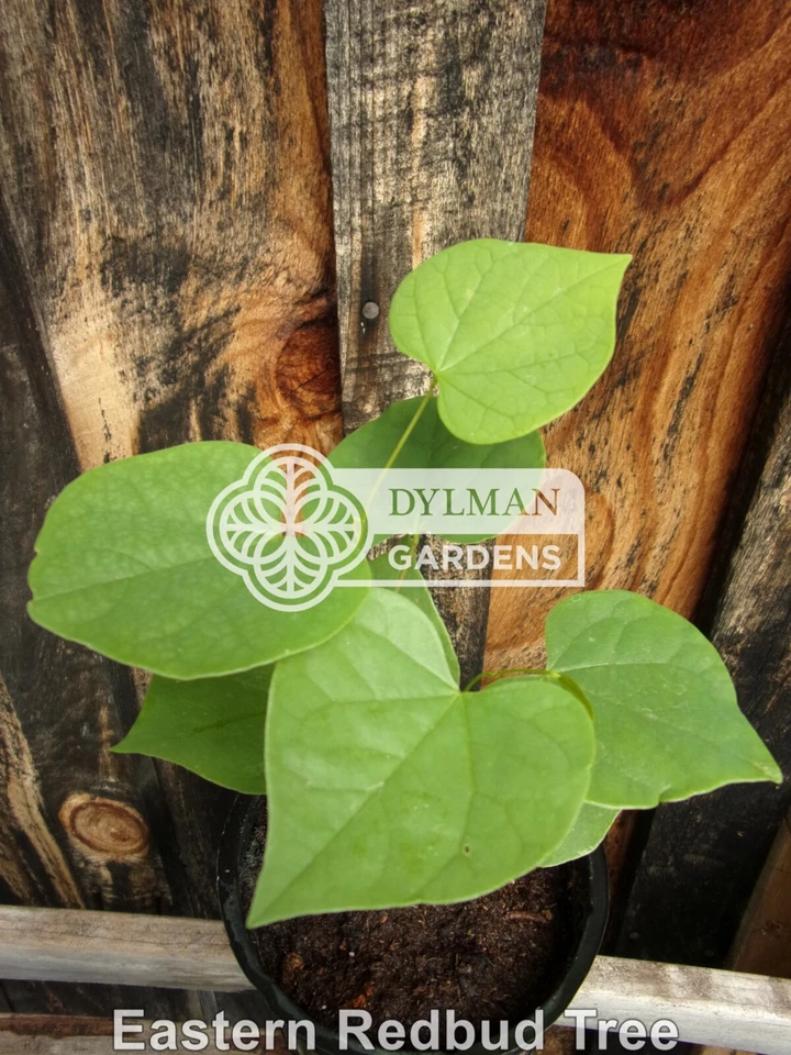 3 plántulas de árbol Redbud oriental - Cercis canadensis - 3 a 6 pulgadas - planta viva Foto 2 de 4