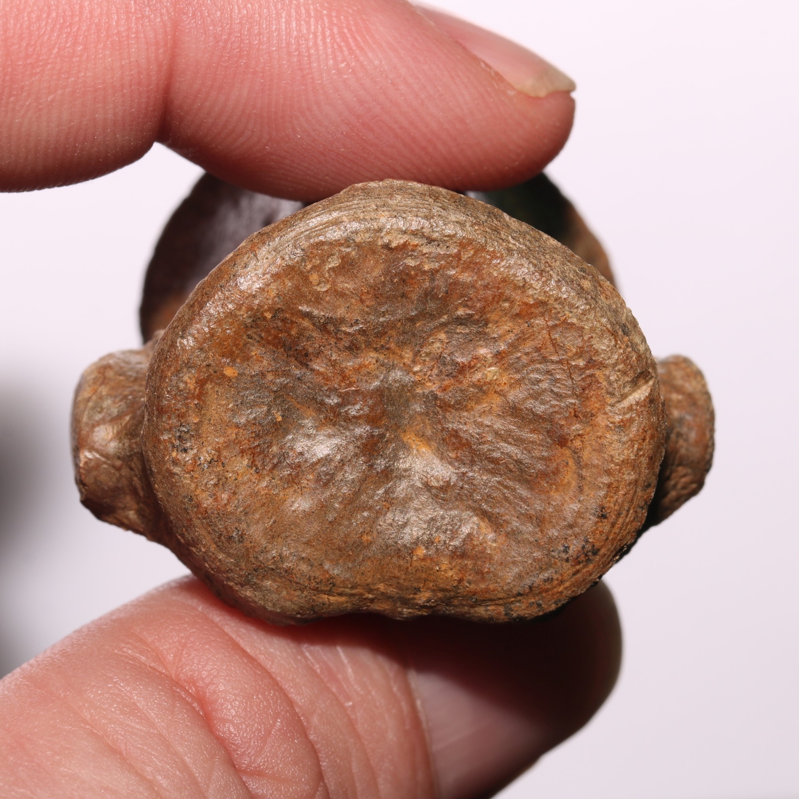 Champsosaurus Vertebra - Dinosaur Aged BEAUTIFUL Hell Creek Formation Cretaceous