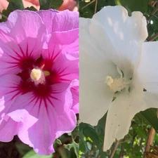 25 Rose of Sharon Hibiscus Syriacus Seeds Pink & White Mix