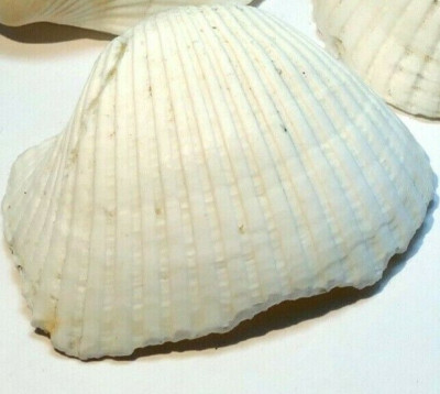 Single White Ark Shell Seashell beach decor clam medium 1.5X1.5'' clam cockle sea