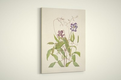 Mary Walcott - North American Wild Flowers - Curly Clematis - Paper or Canvas