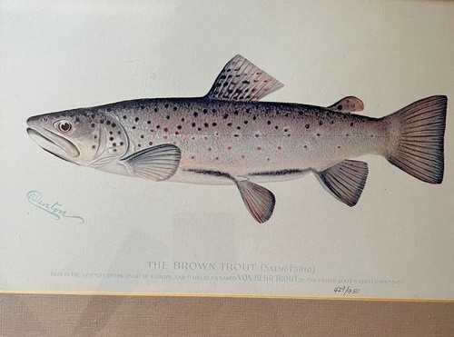 BROWN TROUT Sherman Denton Game Fish Art Custom Matted Framed Print Numbered - Picture 2 of 5