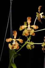 Orchid Species Vanda roeblingiana ( Mini Compot ) Read Description!