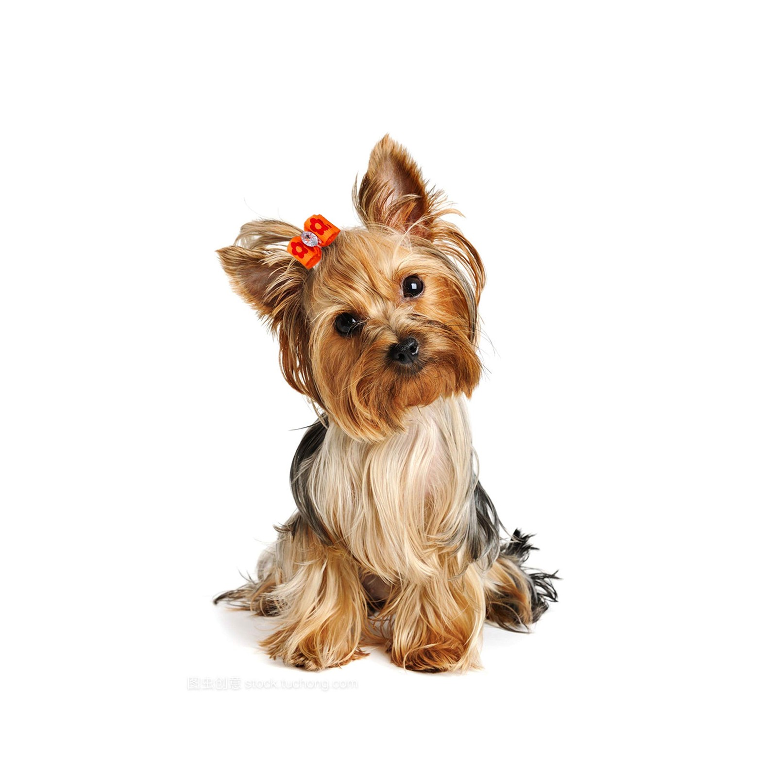 PET SHOW 0.98inch0.39inch Tiny Small Dogs Hair Bows with Rubber Bands Ribbon
