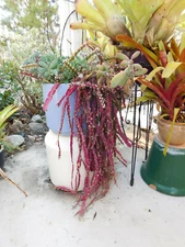 Rhipsalis (Lepismium) Cruciforme SUPER RED CLONE Jungle Cactus Cutting
